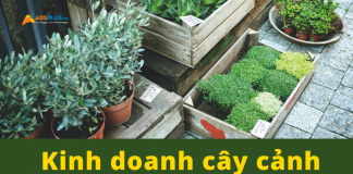 kinh doanh cây cảnh