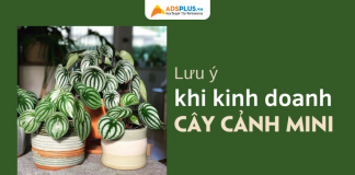 kinh doanh cây cảnh mini