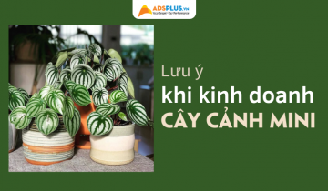 kinh doanh cây cảnh mini